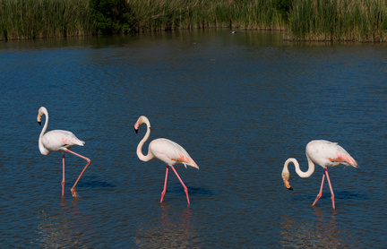 Flamingos